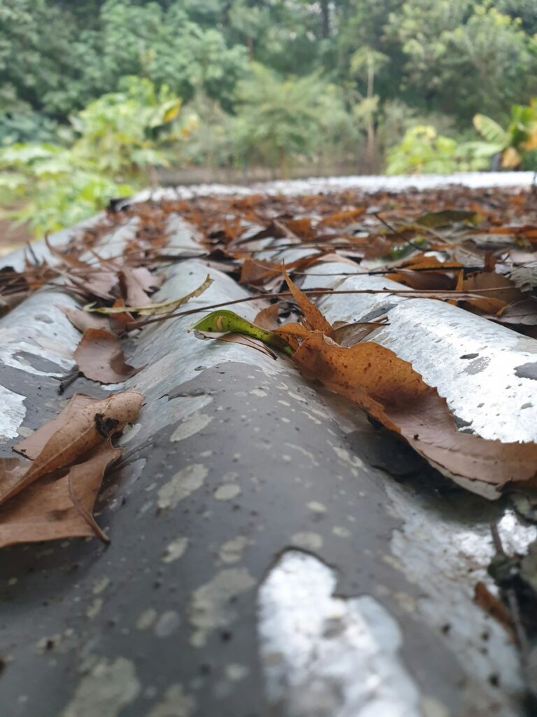 Homeowner inspecting a shingled roof and clearing leaves from a gutter beside a ladder.